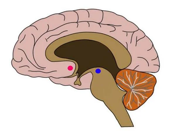 A dissected view of a human brain
